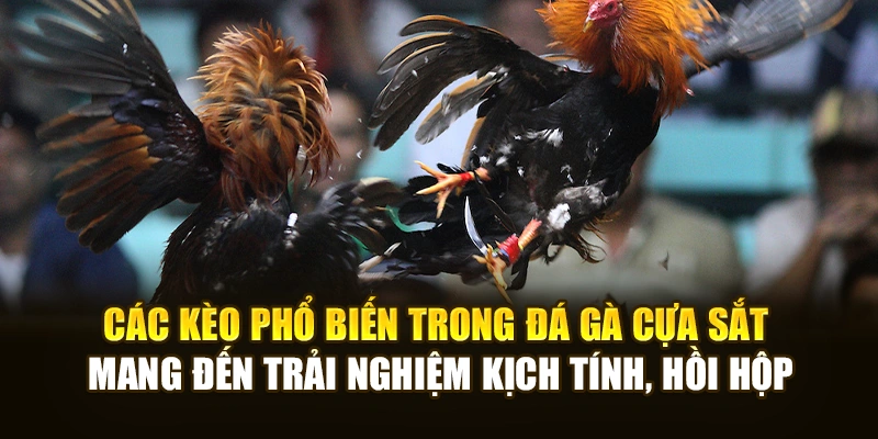 Các kèo phổ biến trong đá gà cựa sắt mang đến trải nghiệm kịch tính, hồi hộp