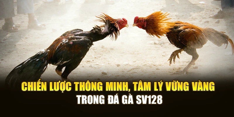 Chiến lược thông minh, tâm lý vững vàng trong đá gà SV128