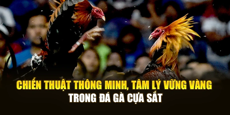 Chiến thuật thông minh, tâm lý vững vàng trong đá gà cựa sắt