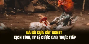 Đá Gà Cựa Sắt 8KBET Kịch Tính, Tỷ Lệ Cược Cao, Trực Tiếp