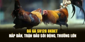Đá Gà Sv128 8KBET Hấp Dẫn, Trận Đấu Sôi Động, Thưởng Lớn
