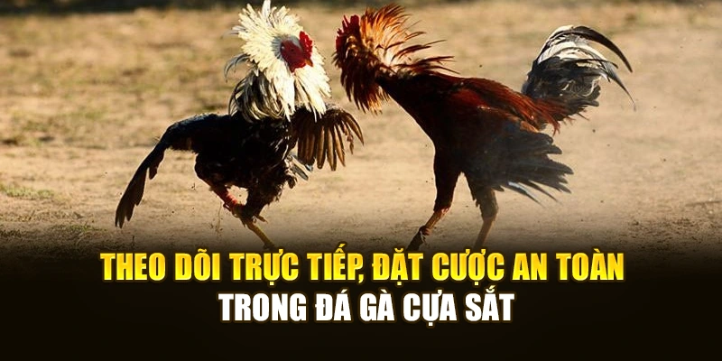 Theo dõi trực tiếp, đặt cược an toàn