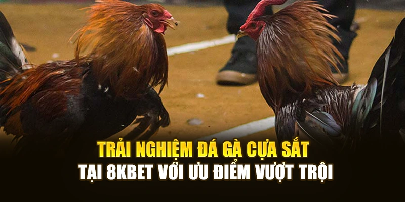Trải nghiệm đá gà cựa sắt tại 8KBET với ưu điểm vượt trội