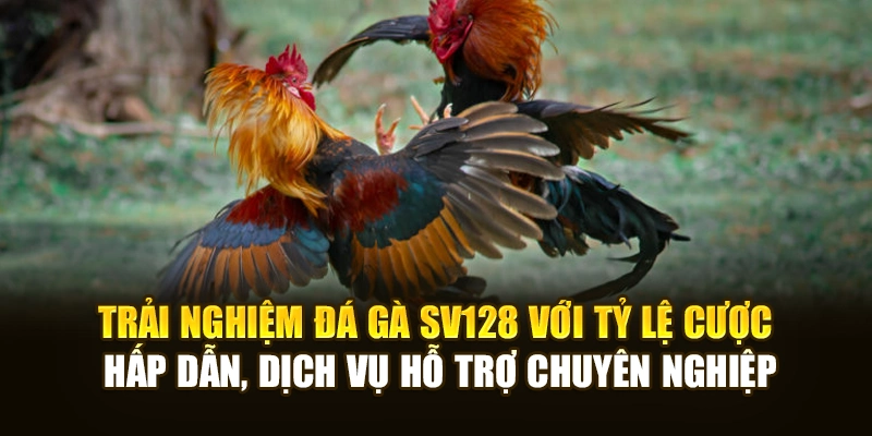 Trải nghiệm đá gà SV128 với tỷ lệ cược hấp dẫn, dịch vụ hỗ trợ chuyên nghiệp