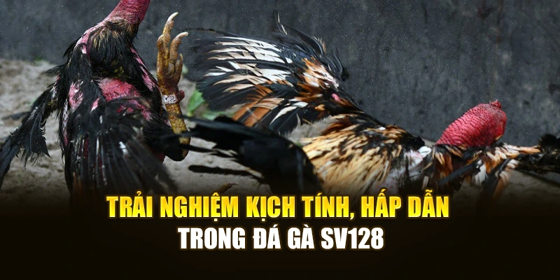 Trải nghiệm kịch tính, hấp dẫn trong đá gà SV128